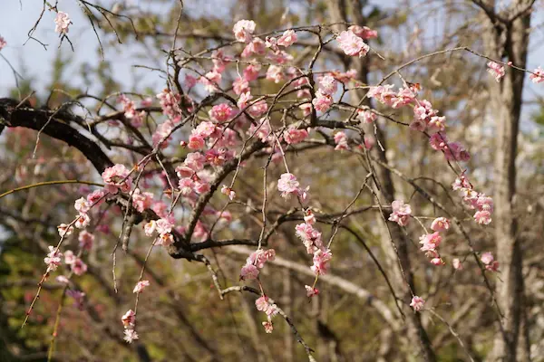 Garden of flowers (2)